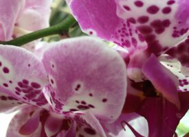 Gruicsné Sümegi Éva orchideái – SCD AGRO pályázat, 2020