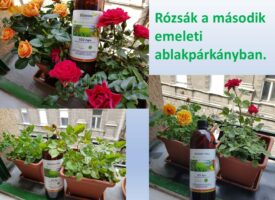 Kovács István: nyáron át pompázó rózsák – SCD AGRO pályázat, 2020